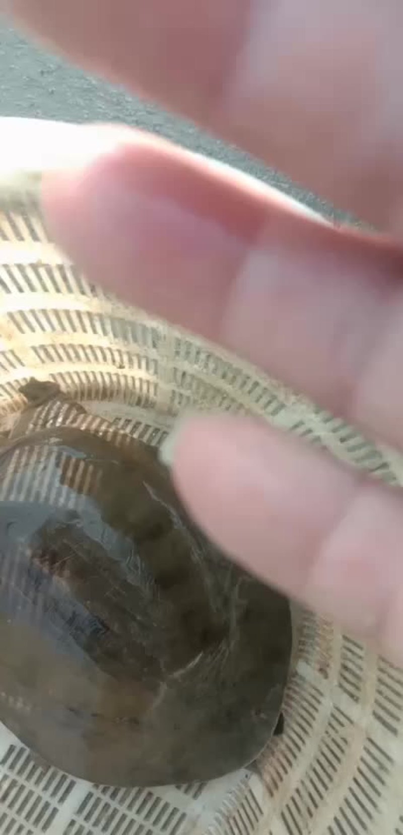 正宗y生甲鱼，假一陪十。每只精品