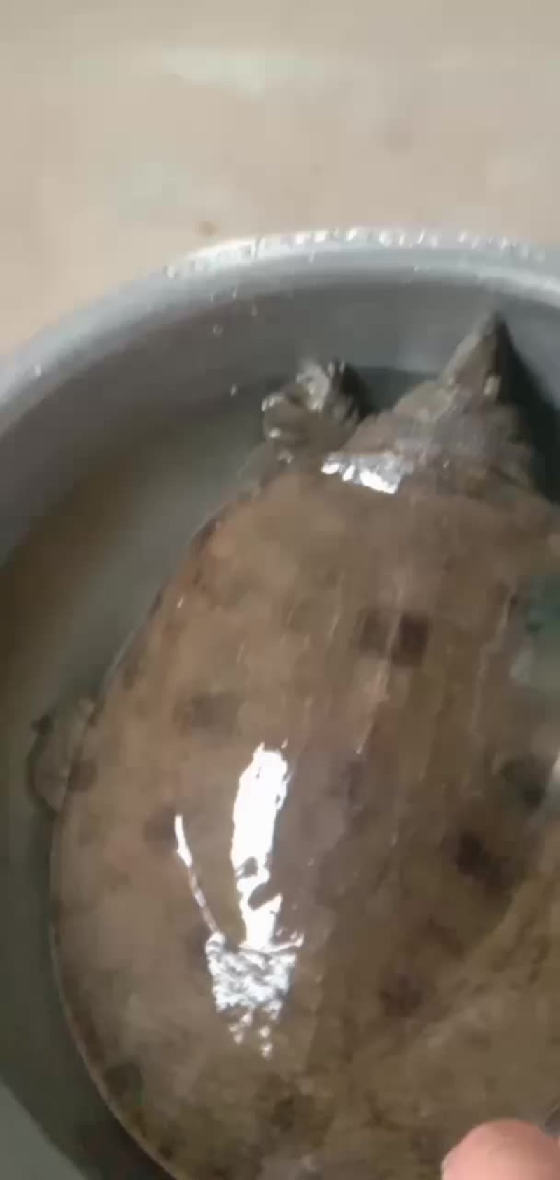 正宗y生甲鱼，假一陪十。每只精品