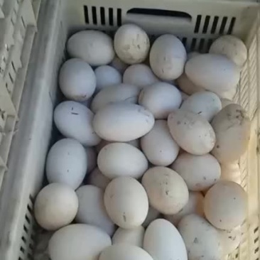 鹅蛋