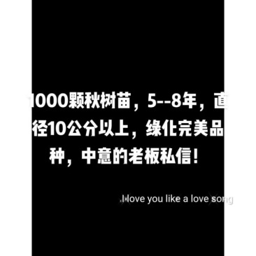秋树