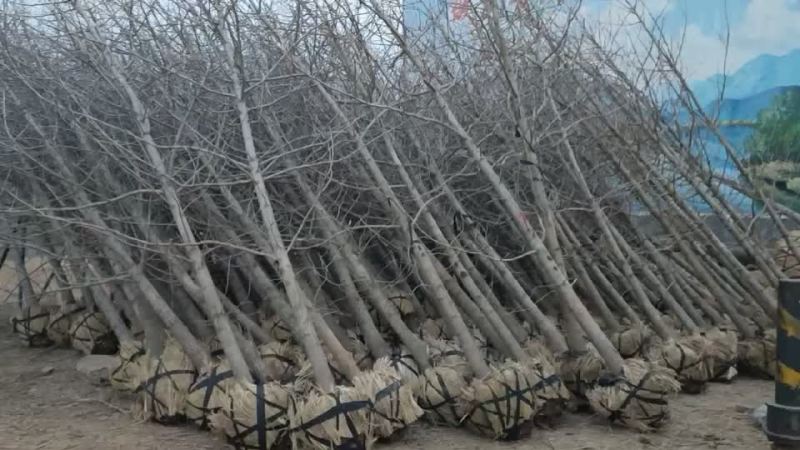 江苏邳州银杏树