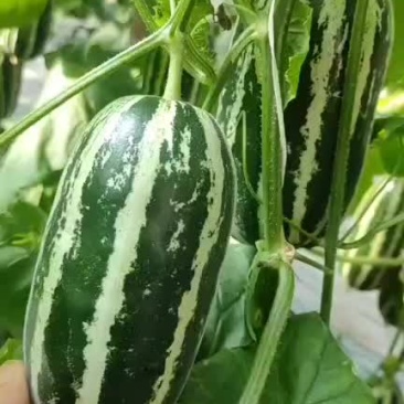 精品博洋九甜瓜