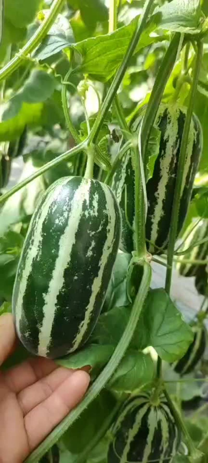 精品博洋九甜瓜