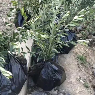 阿尔波莎哪豆果奇迹供应各种规格油橄榄苗