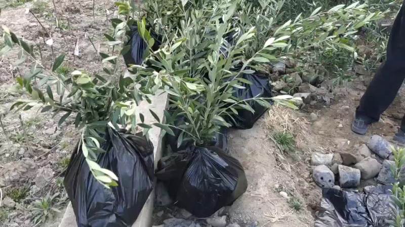 阿尔波莎哪豆果奇迹供应各种规格油橄榄苗