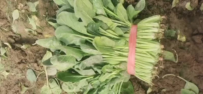 精品菠菜