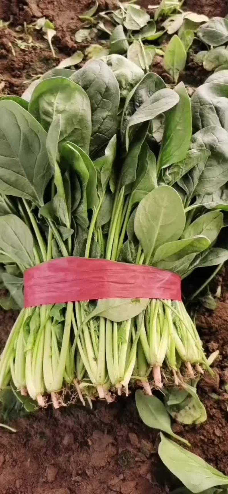 精品菠菜