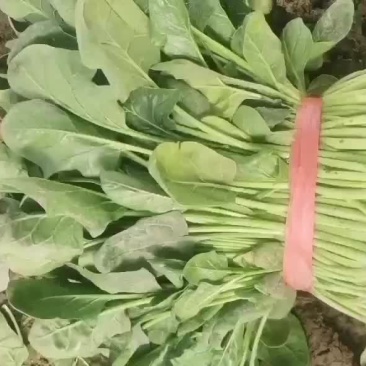 精品菠菜