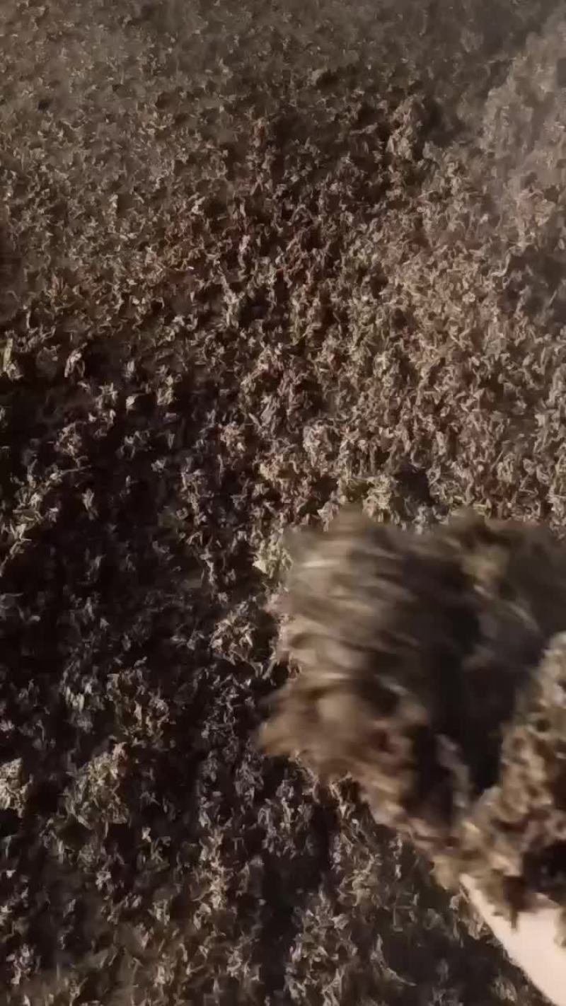 酒糟