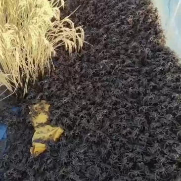 盘锦优质扣蟹