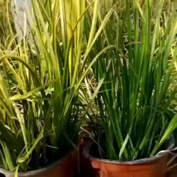 金叶石菖蒲