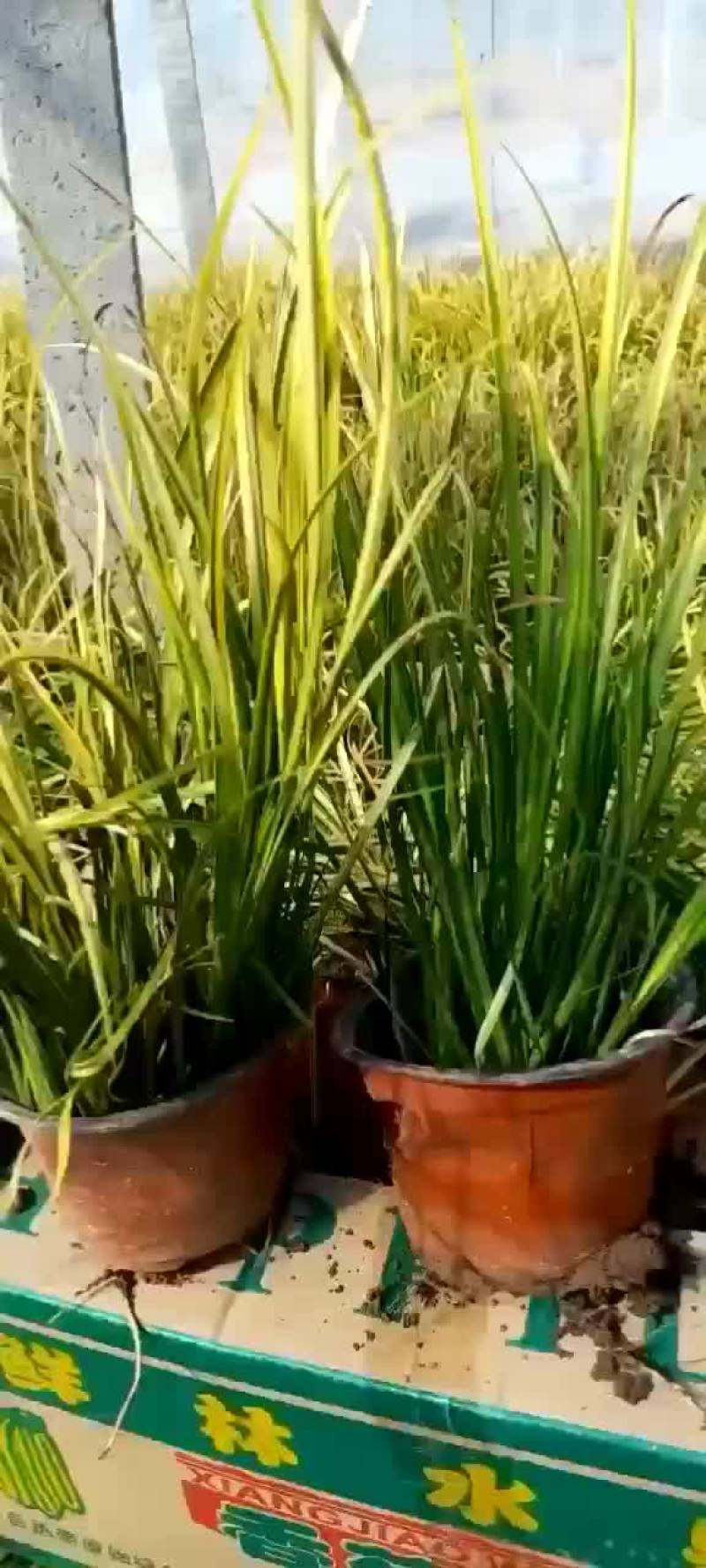 金叶石菖蒲