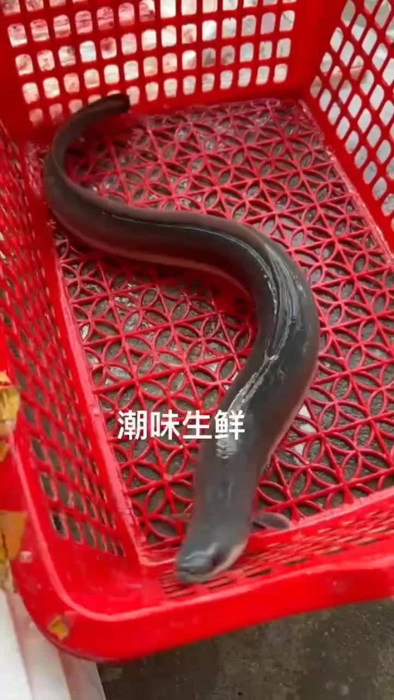 今日海鳗处理中……1条2斤左右，59元/斤