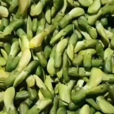 金雀花
