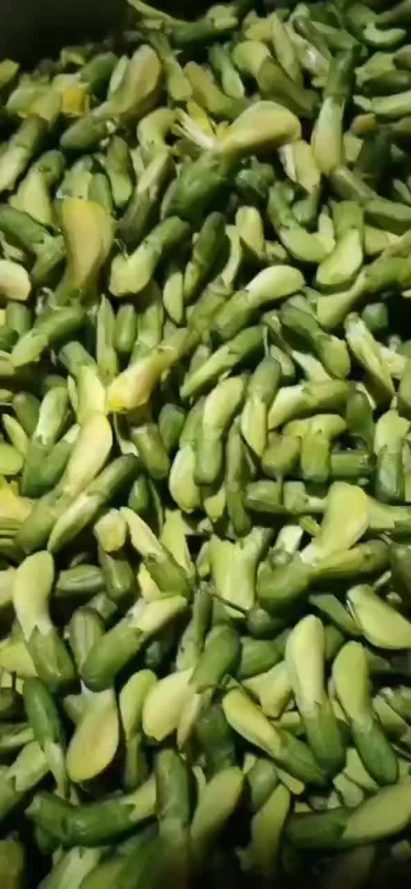 金雀花