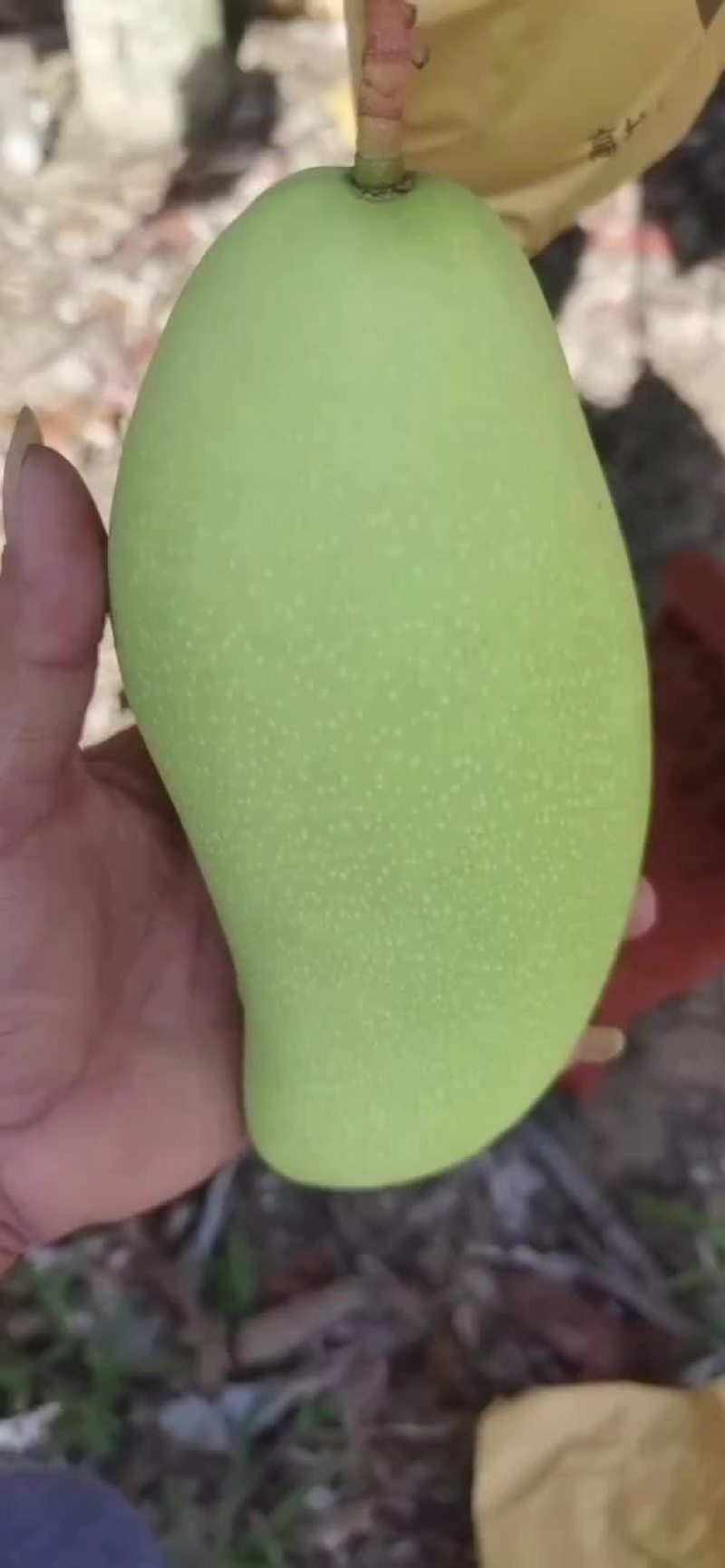 海南金煌芒