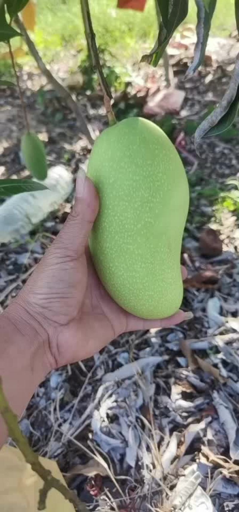 海南金煌芒