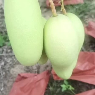 海南金煌芒