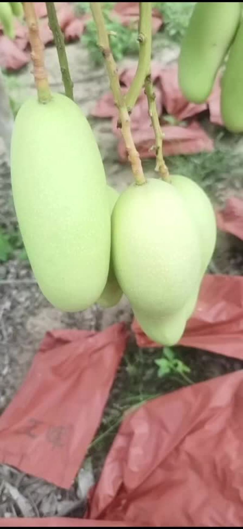 海南金煌芒