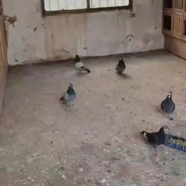 鸽