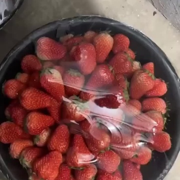 红颜草莓