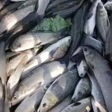 青鱼苗，规格0.1两至5斤都有，乌青苗，下塘无忧，保数量