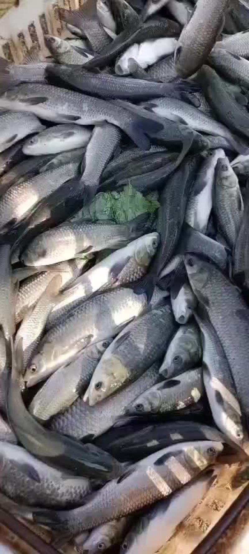 青鱼苗，规格0.1两至5斤都有，乌青苗，下塘无忧，保数量