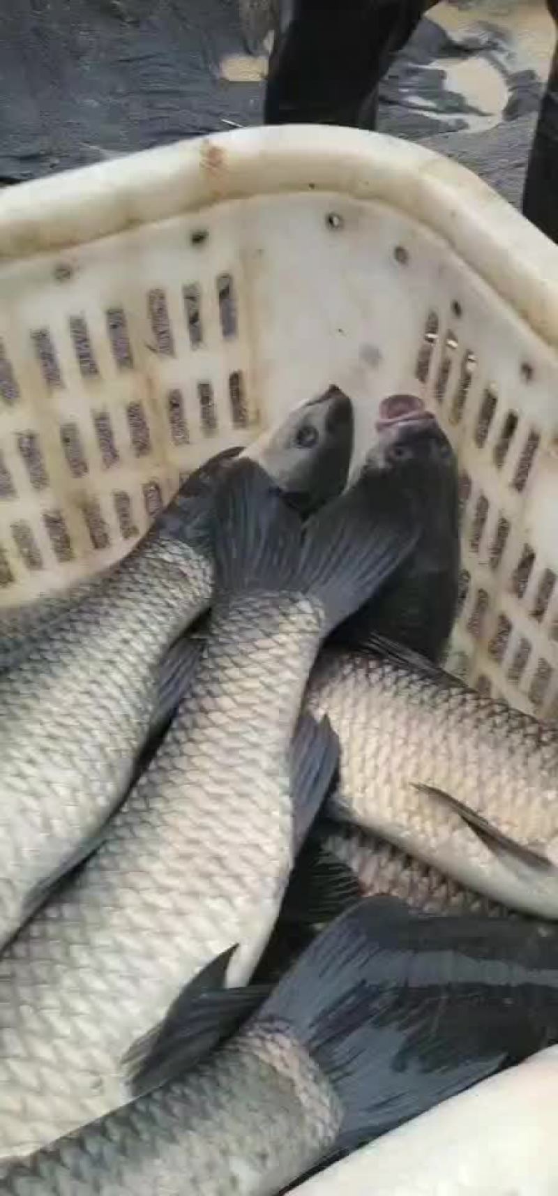 青鱼苗，规格0.1两至5斤都有，乌青苗，下塘无忧，保数量