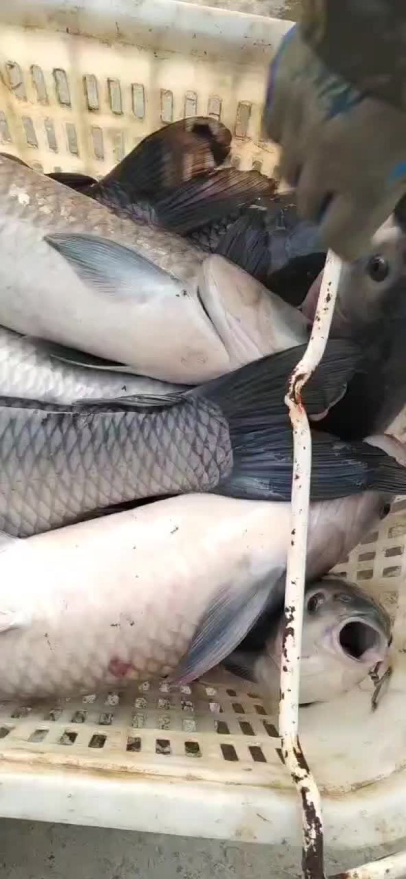 青鱼苗，规格0.1两至5斤都有，乌青苗，下塘无忧，保数量