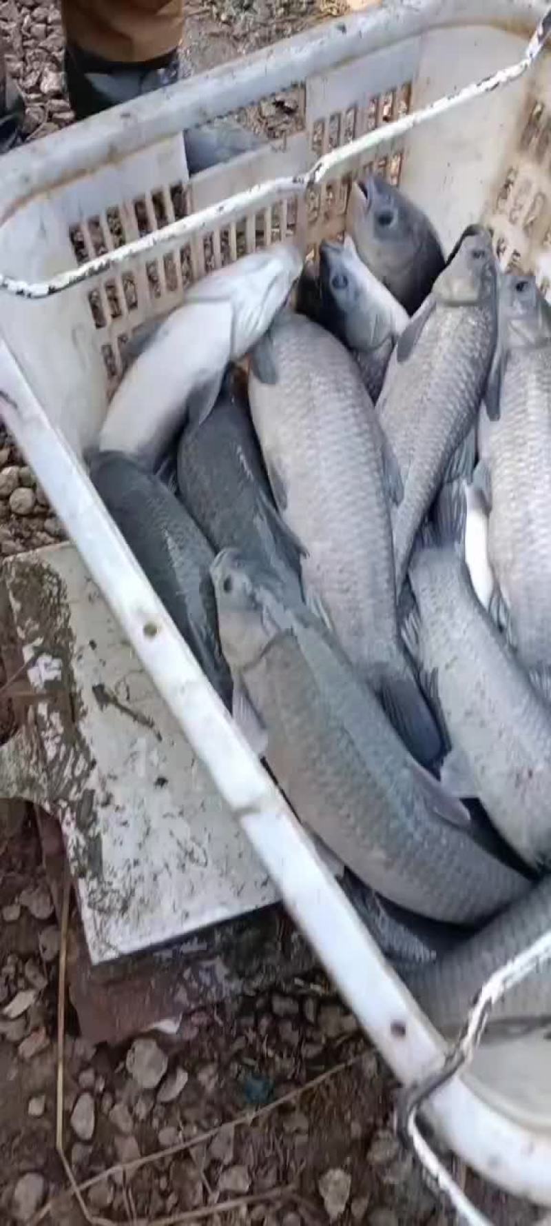 青鱼苗，规格0.1两至5斤都有，乌青苗，下塘无忧，保数量