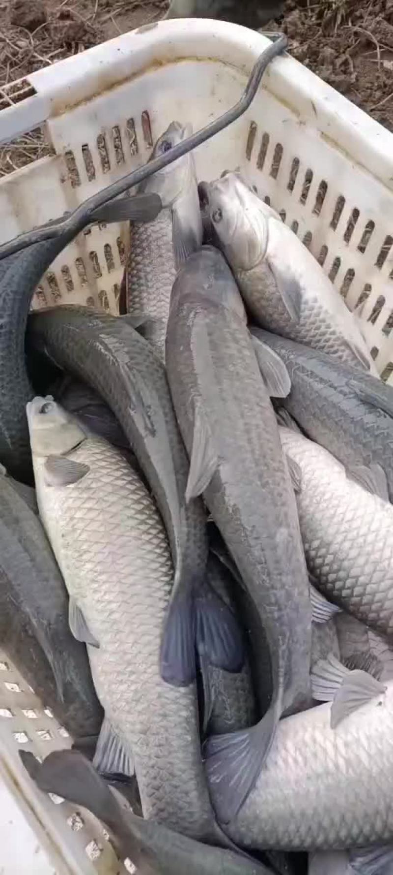 青鱼苗，规格0.1两至5斤都有，乌青苗，下塘无忧，保数量