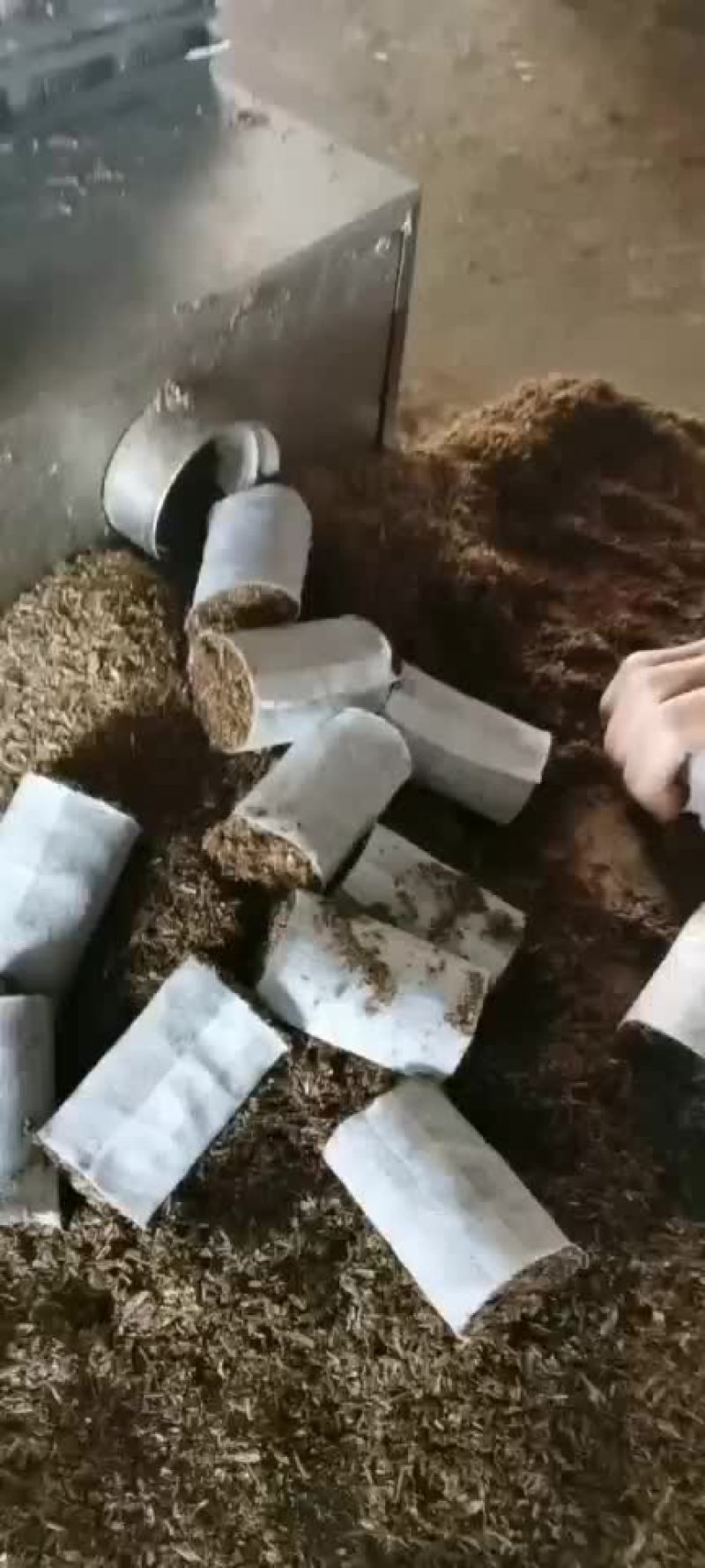 育苗杯