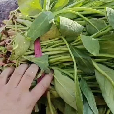 小叶菠菜大量上市