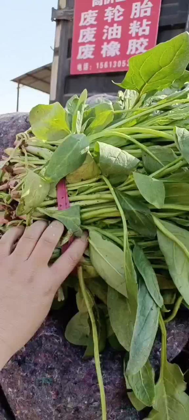 小叶菠菜大量上市