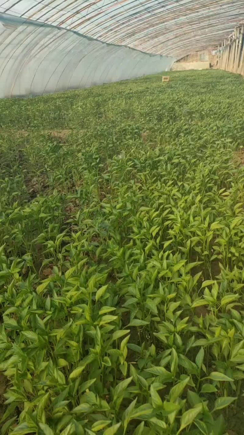辣椒苗有各种蔬菜苗