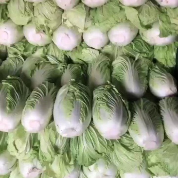 精品库存白菜，价格合适，质量好