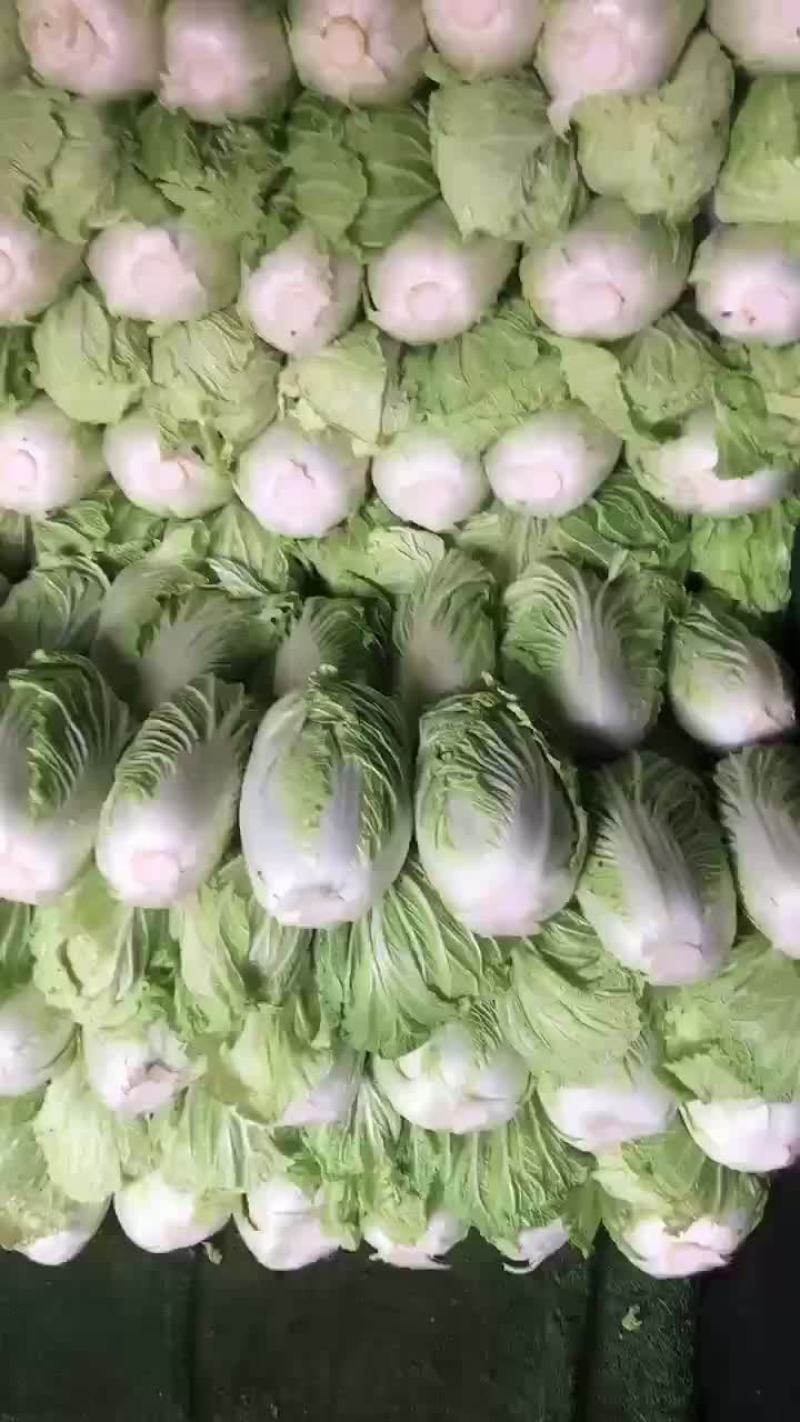 精品库存白菜，价格合适，质量好