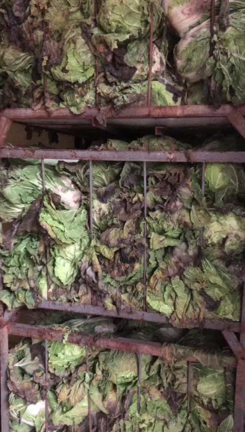 精品库存白菜，价格合适，质量好