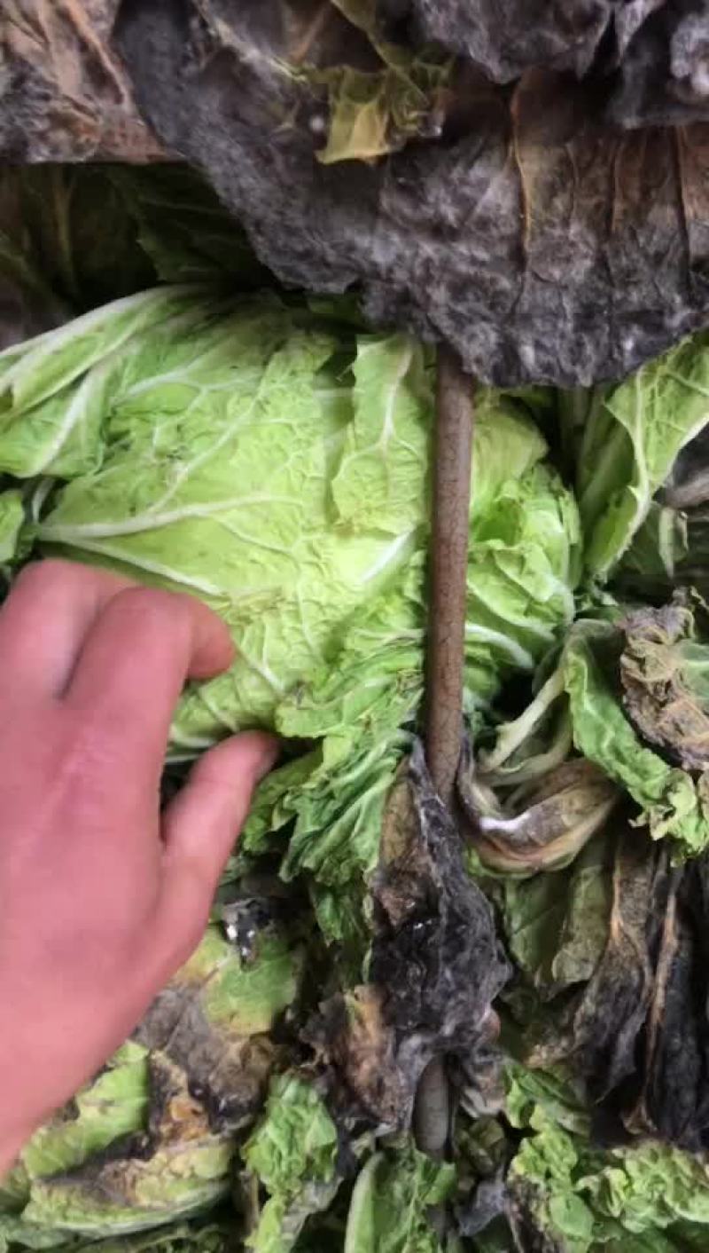 精品库存白菜，价格合适，质量好