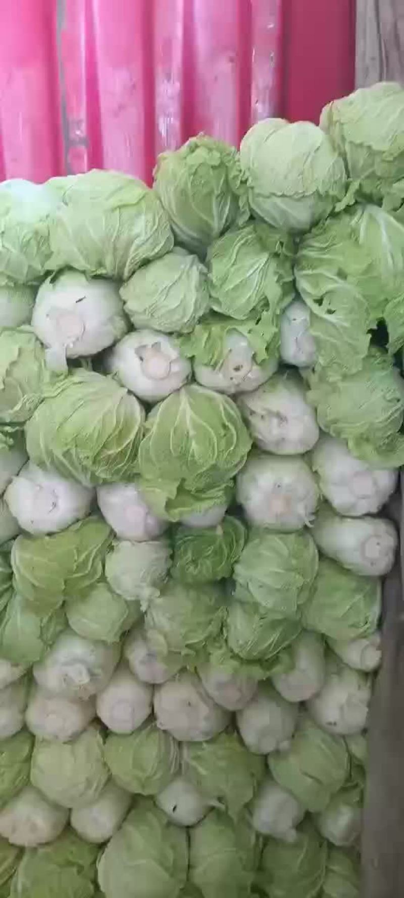 精品库存白菜，价格合适，质量好