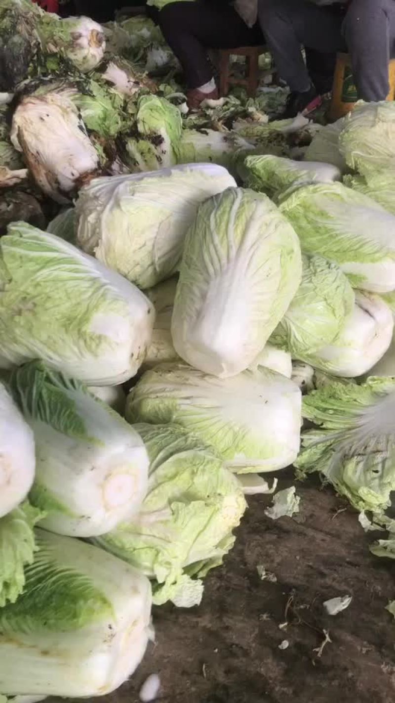 精品库存白菜，价格合适，质量好