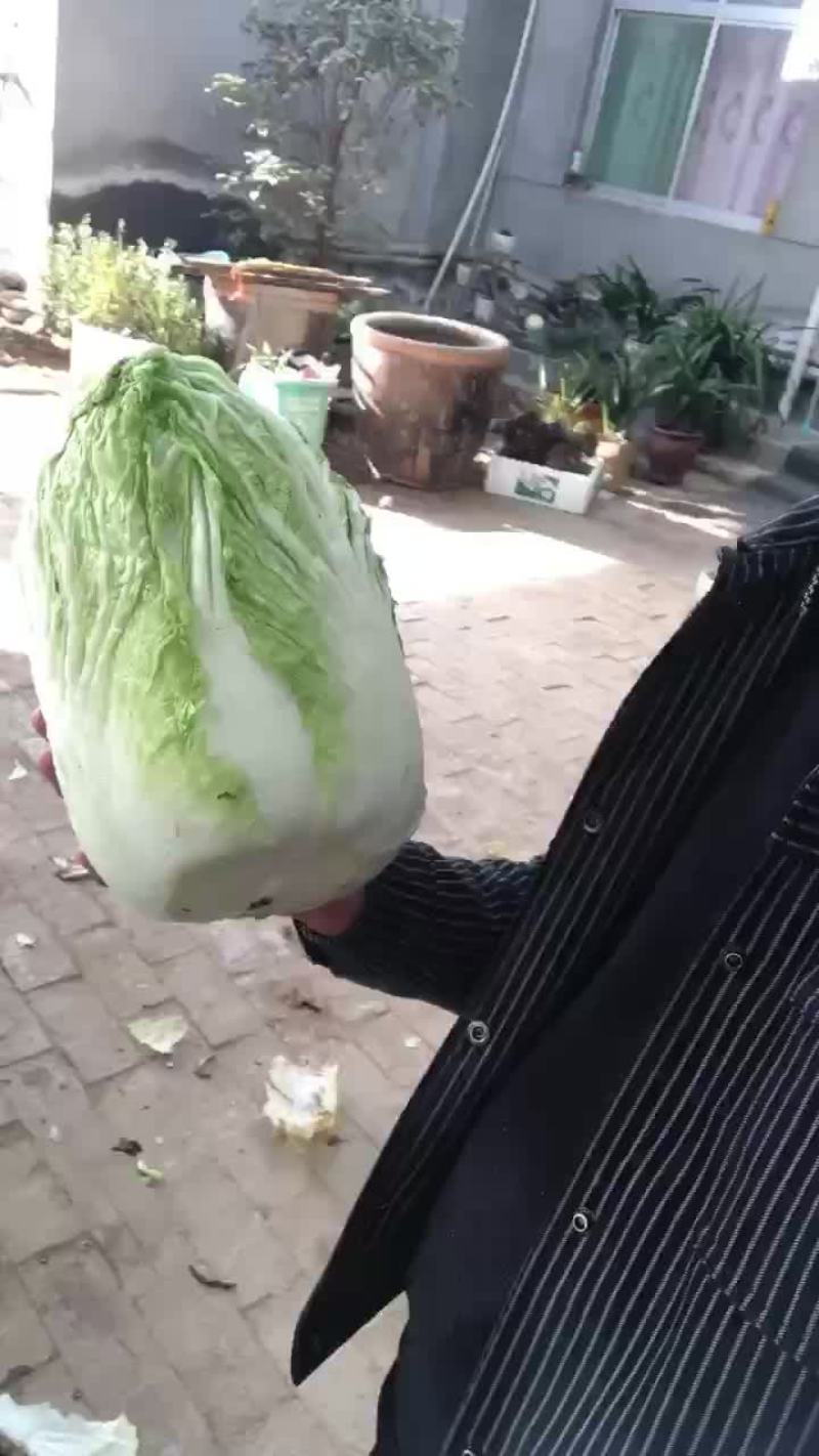 精品库存白菜，价格合适，质量好