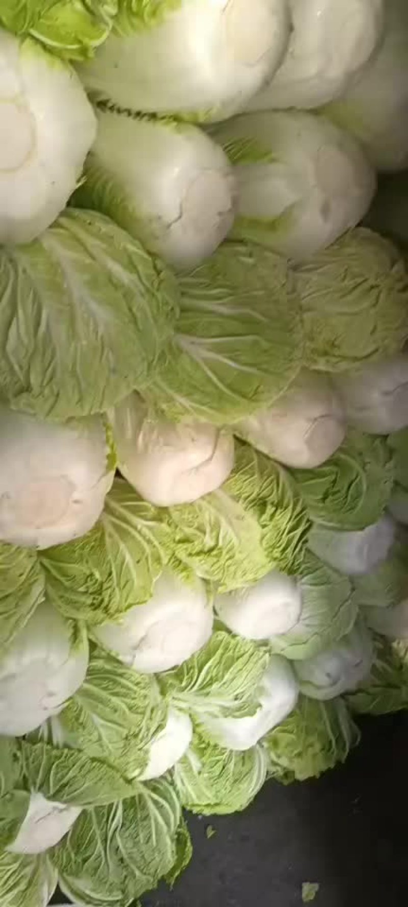 精品库存白菜，价格合适，质量好