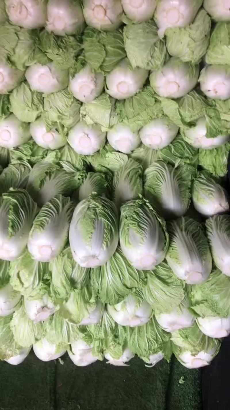 精品库存白菜，价格合适，质量好
