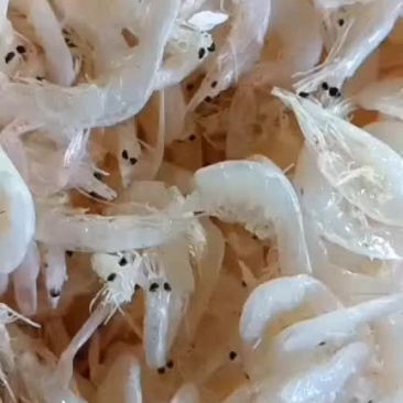 海产品干货