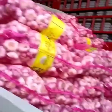 鲜蒜大量出售，