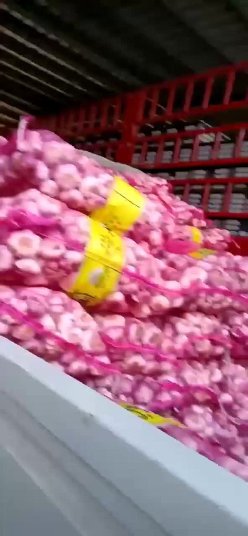 鲜蒜大量出售，