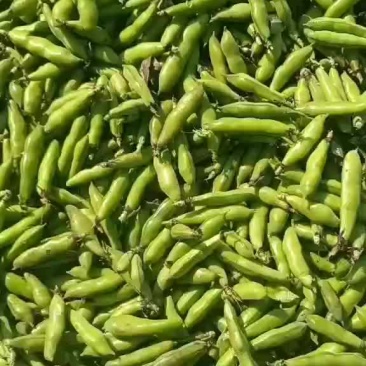 蚕豆