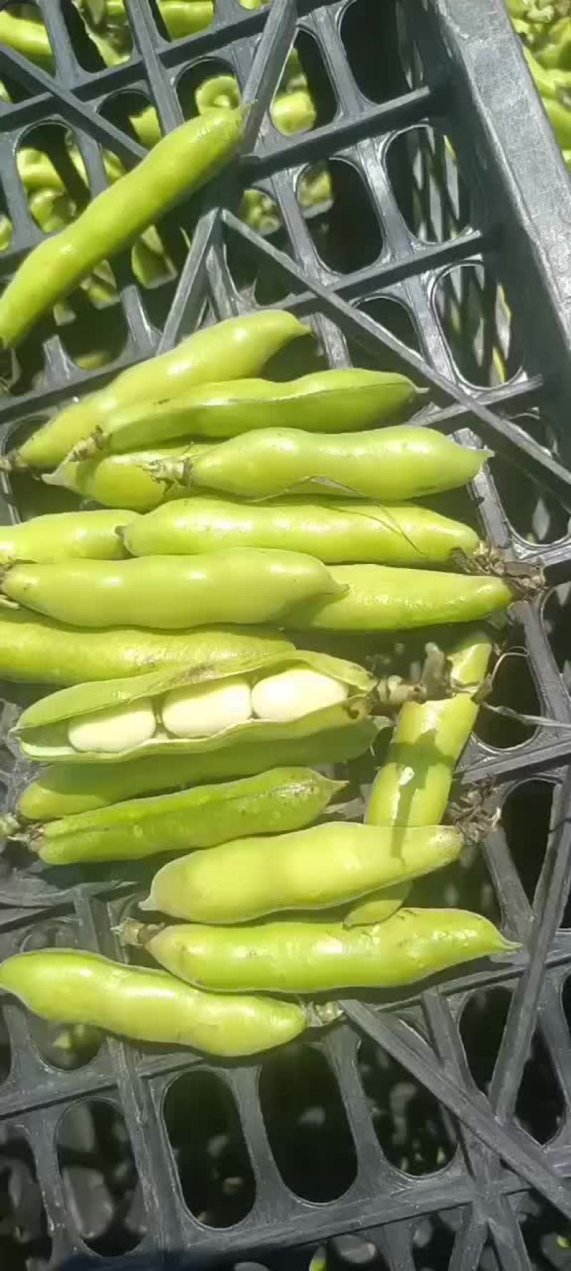 蚕豆