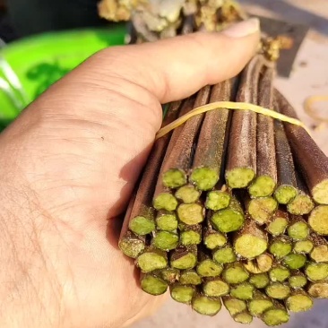 大量收购蕨菜